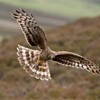 Hen harrier Circus cyaneus, adult female in flight approaching nest with food for chicks, Glen Tanar Estate, Scotland, June
